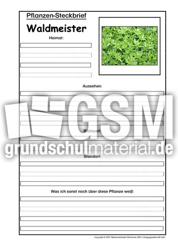 Pflanzensteckbrief-Waldmeister.pdf
